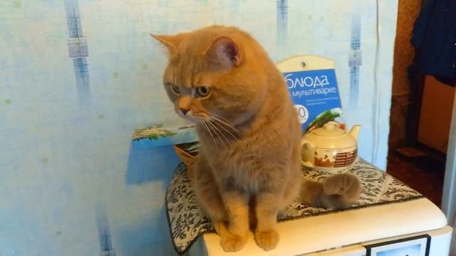 Кот говорит со мной. Милое видео (кошки 2020) )) смотреть онлайн