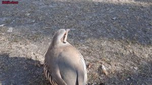 Овози модкабки шикори Кабки мода Мастак