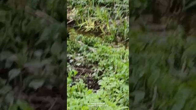 Утки кряквы 🦆🦆 06.05.2025 смотреть онлайн