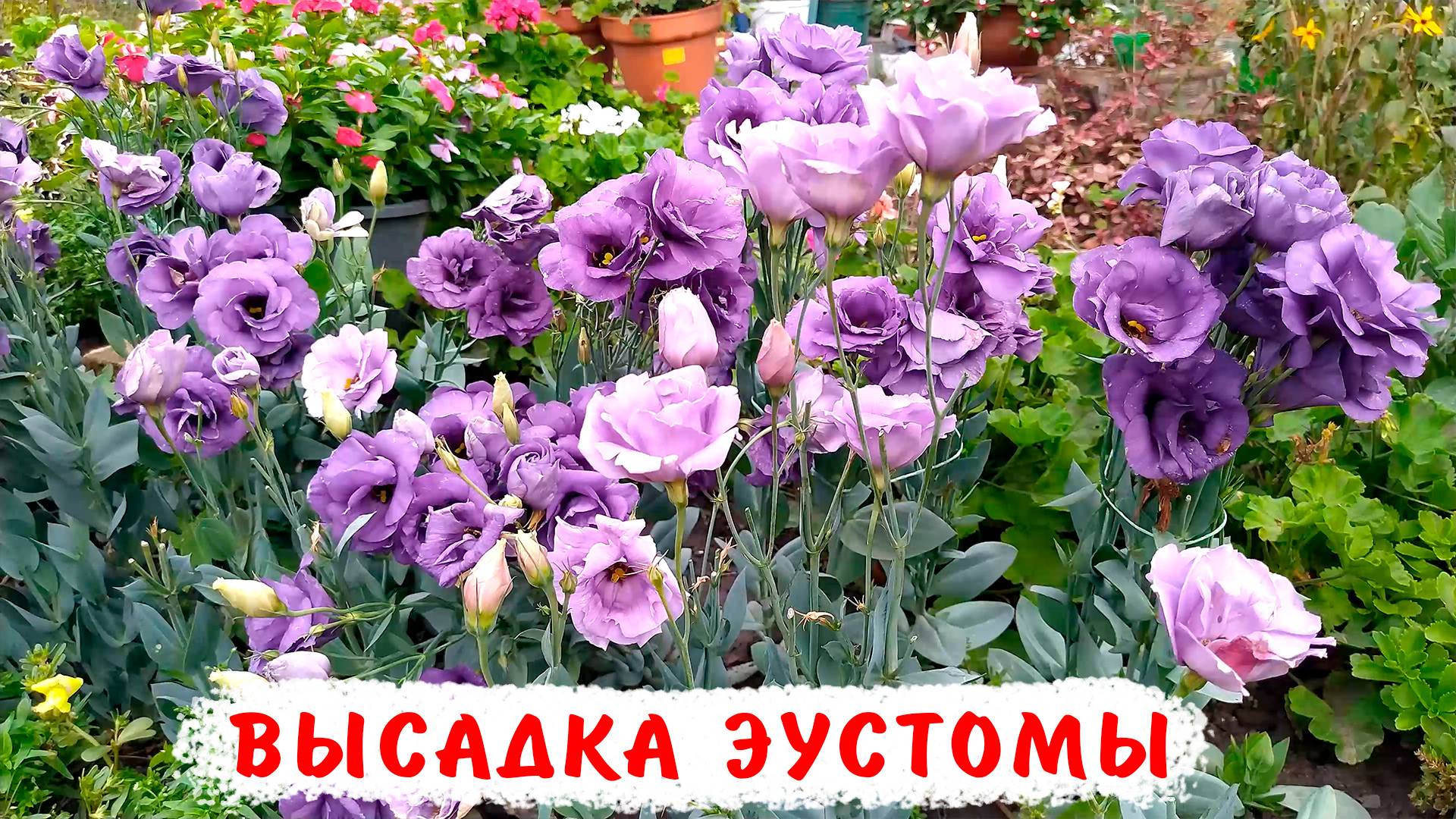 ЛУЧШИЙ СПОСОБ! Высадка эустомы в открытый грунт! Эустома ABC, Эхо. смотреть онлайн