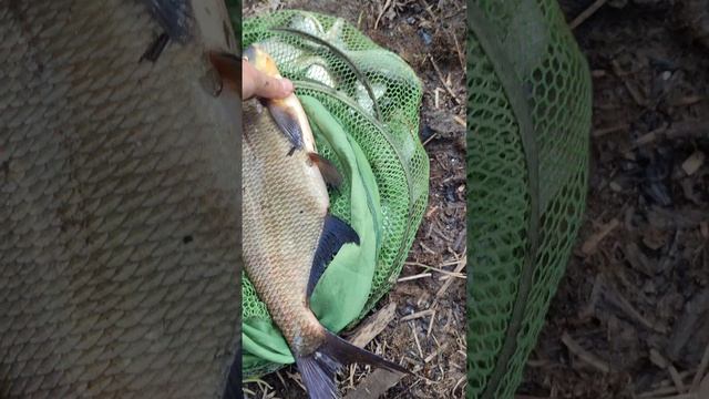 Отметили день пограничника. Фидер. Лещ.