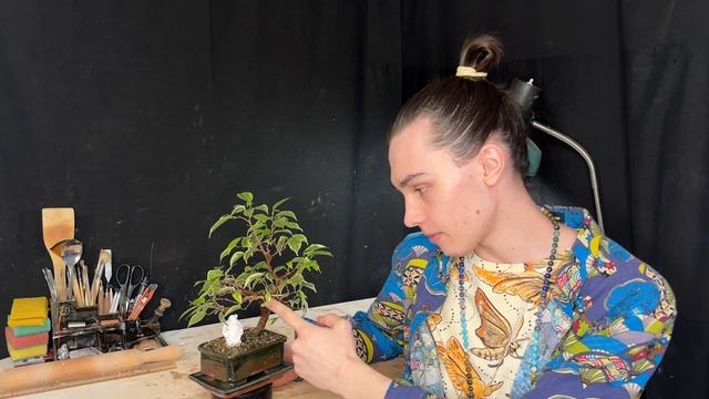 История моего первого дерева бонсай