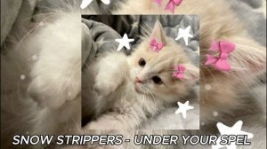 💜 плейлист популярных песен из тик тока 2024 🌷//