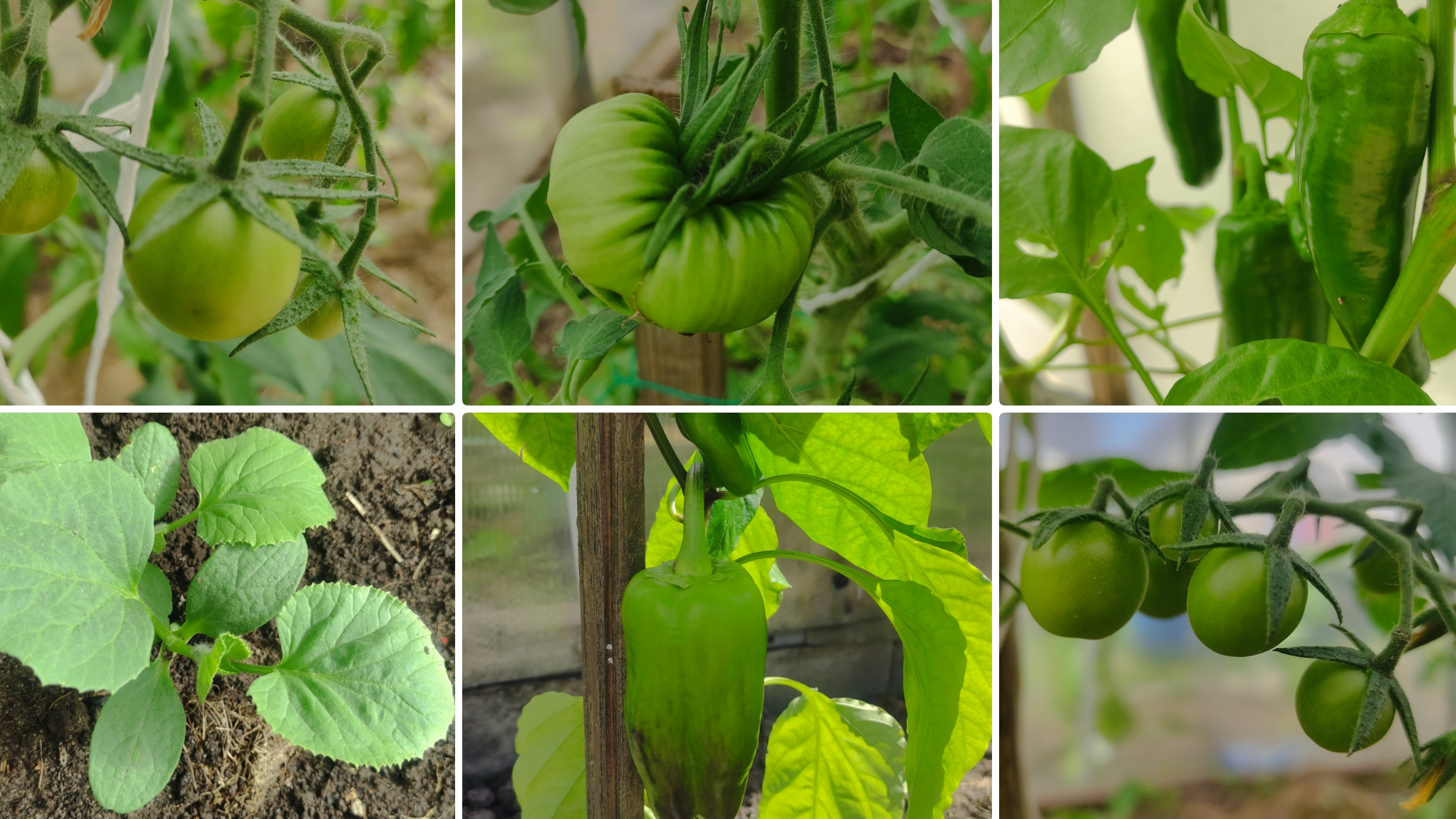 Огородные будни 28 мая 2025. Профилактика томатов от фитофтороза.Дыни в теплице и в открытом грунте. смотреть онлайн