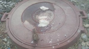 Для подкормки воробьев  подойдут высококалорийные продукты, такие как семена подсолнечника