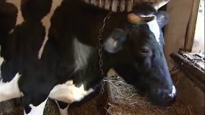 Хочу и могу. Корова