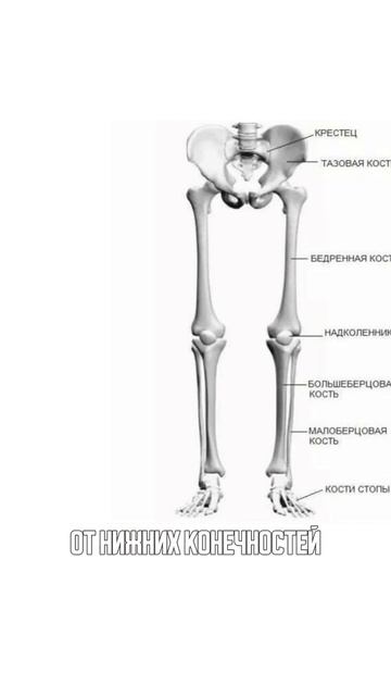 Венозный застой и диафрагма смотреть онлайн