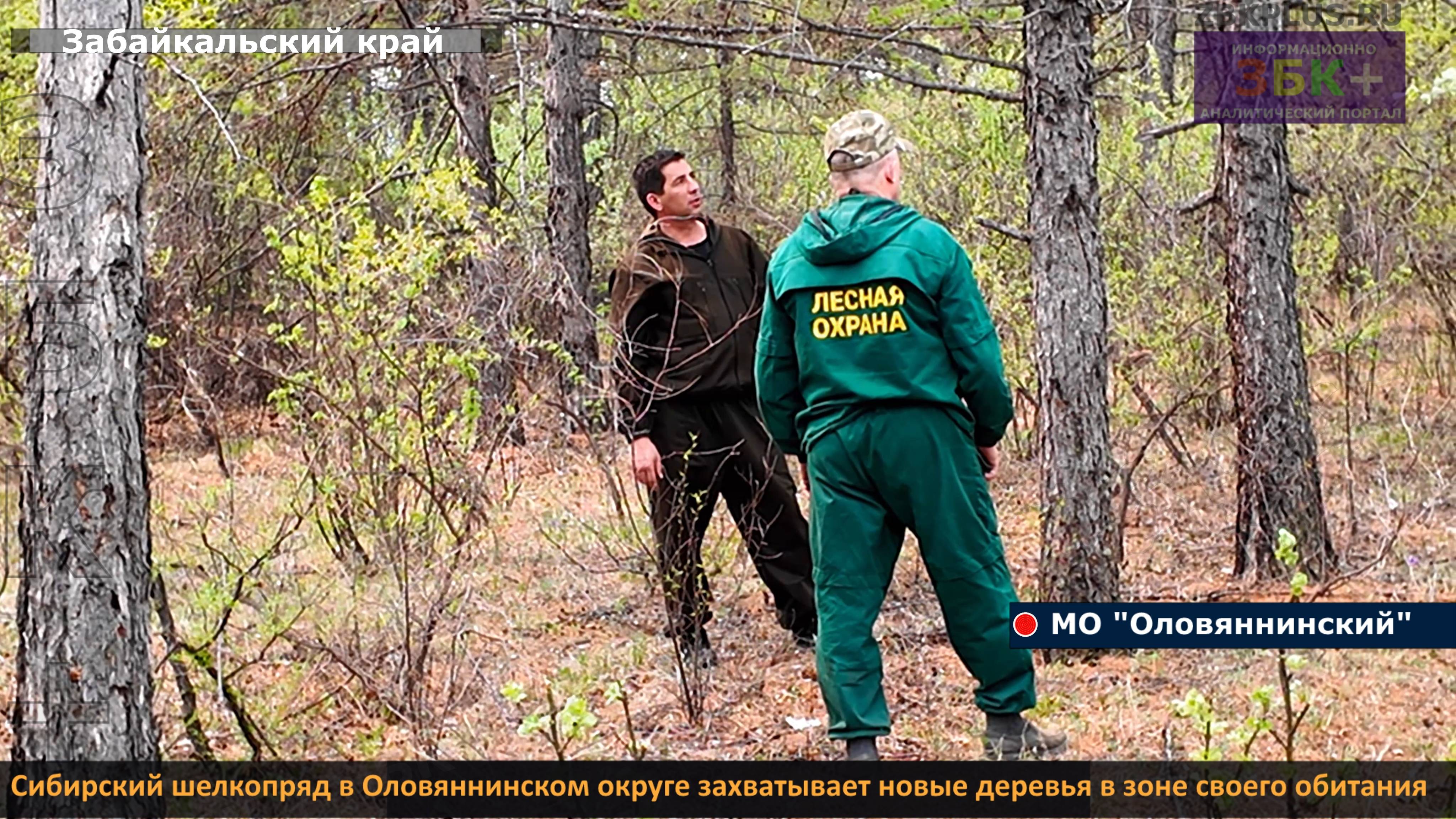 ЗБК + Сибирский шелкопряд в Оловяннинском округе захватывает новые деревья в зоне своего обитания смотреть онлайн