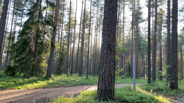 Сплав древесины буксирами/Теплоход и паровой гудок/Зл смотреть онлайн