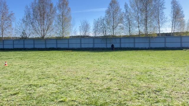 2.  выражено/перв DE ORSE MAK FLAI VINSENT VEGA (Kampus v. Drei Birkenzwinger – DOMF Kimba)