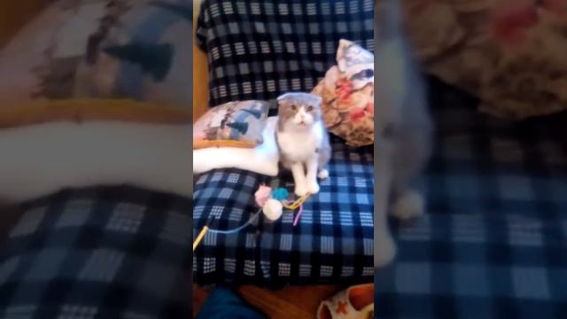 Злой кот злится. смотреть онлайн