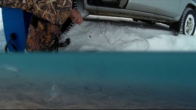 Осторожные окуни