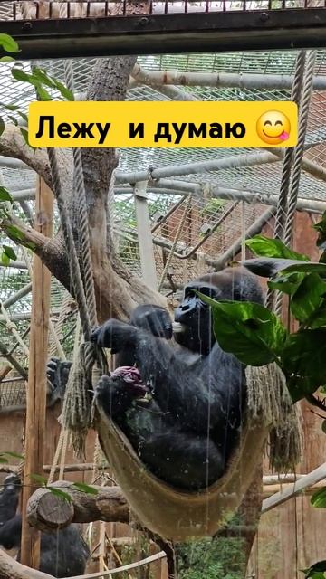 Хозяйственной бабе гамак не помеха #shorts #motivation #zoo #funny смотреть онлайн