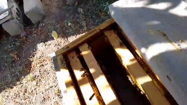 Жива ли плодная матка в улье ППУ №6, где была семья тру смотреть онлайн