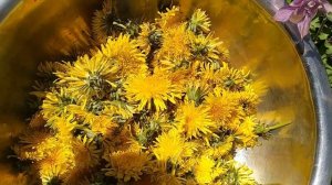 Чай из цветов одуванчиков