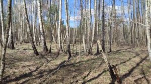 Монетний коп. Коп з Nokta triple score 3 (нокта тріпл скор 3)