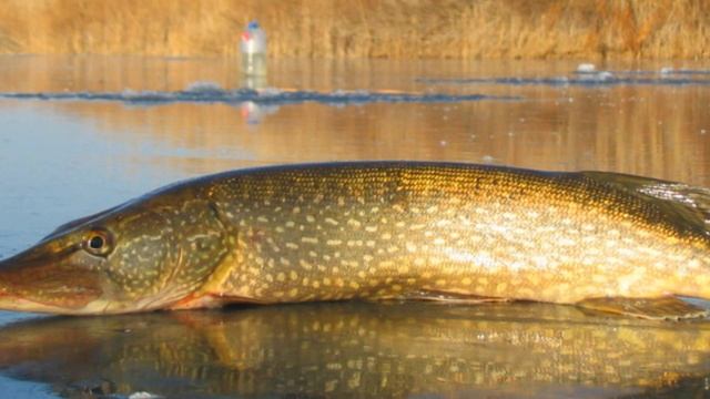 Почему Щука склизкая как Линь и какое преимущество сл?