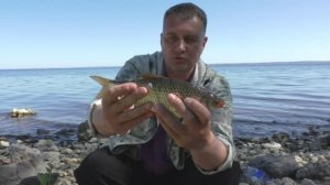 Ведро рыбы с берега. Насадка из под ног. Мощные поклевки на фидер