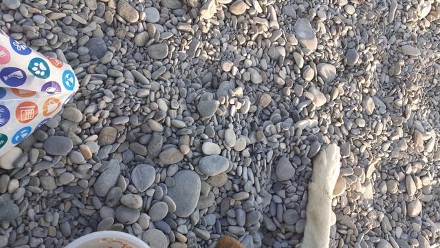 Я КОРМИЛА ШАРИКА ЛАЗАРЕВСКОГО. смотреть онлайн