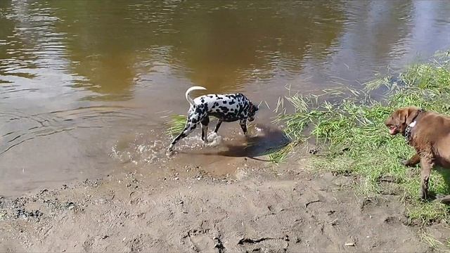 Зелёный Лист