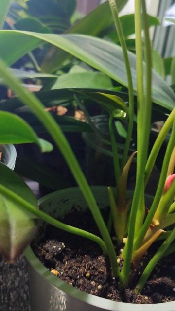 Кустики антуриума через 3 недели после посадки ❤️#anthur смотреть онлайн