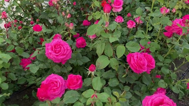 28.05.2025 Анапа цветы