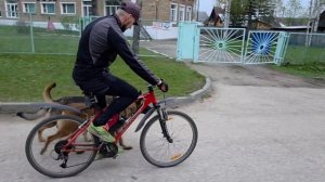 Отработка команды "рядом" при езде на велосипеде одной собаки и в паре.