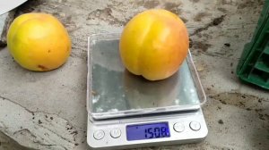 абрикос Мелитопольский ранний.