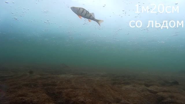 Подводное видео. 31 марта 2017 года. смотреть онлайн