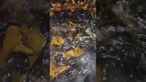 Чёрные лисички и обычные лисички жаренные с луком и ка