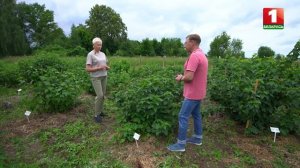 О черной смородине Синегорье и Биг Бен рассказали в се