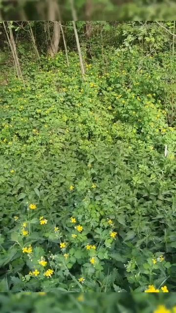 Большое приключение #7 смотреть онлайн