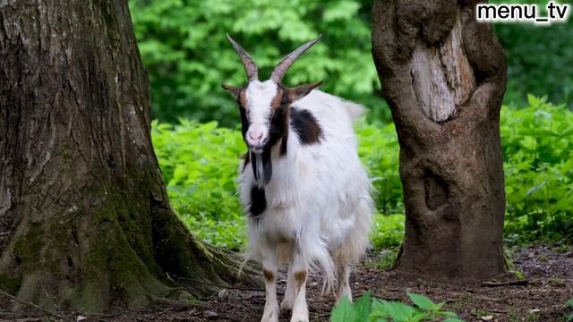 КОЗЬЕ МОЛОКО🐐 Польза и Вред для мужчин, женщин и дете? смотреть онлайн