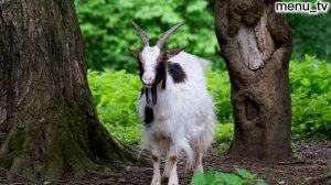 КОЗЬЕ МОЛОКО🐐 Польза и Вред для мужчин, женщин и дете?