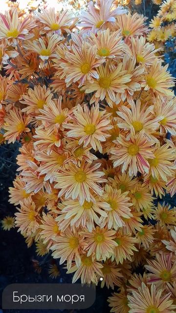 Бал хризантем в Крыму #крым #flowers #love #цветы смотреть онлайн