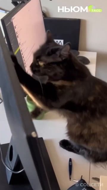 Приложение для школьников и родителей "Госуслуги Моя школа" появилось в России. смотреть онлайн