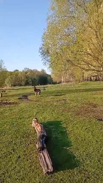 ВЕО - Валентлайф Честер. Май 2025г., - 14 мес.- прогулка в парке у озера.