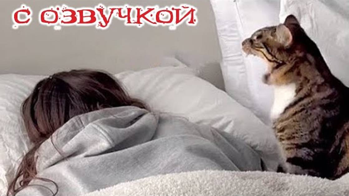 Приколы с котами! - С ОЗВУЧКОЙ!! - Смешные коты! Самые смешные животные!!
