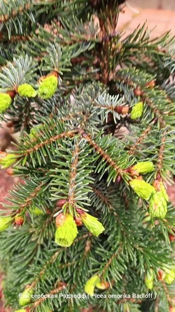 Ель сербская Редлоф ( Picea omorika Redloff ). смотреть онлайн