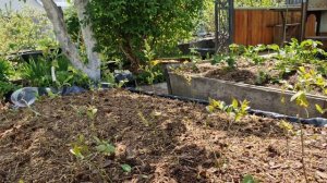 Самый простой метод выращивания голубики