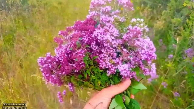 ПОПОЛНЕНИЕ В ХОЗЯЙСТВЕ.СБОР ПОЛЕВЫХ ТРАВЫ ДЛЯ ЧАЯ.СЪЁ?