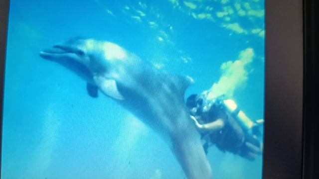 Дельфиний Риф