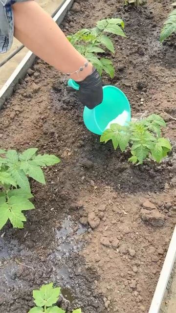 НАПОМИНАНИЕ ПРО КОРНЕВЫЕ ПОДКОРМКИ смотреть онлайн