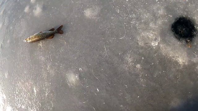 лопата на жерлицу