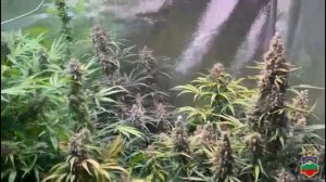 Полицейские установили, что торговец марихуаны из Черкесска сам выращивал коноплю у себя на балконе