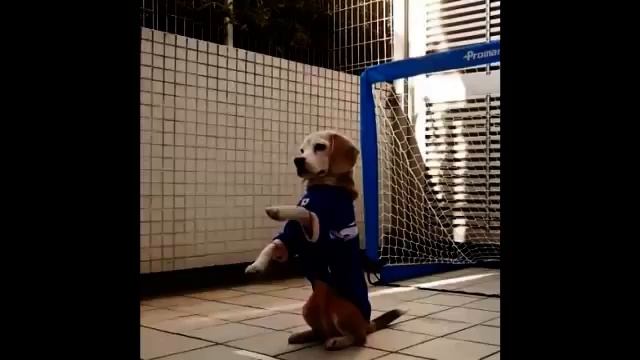 Прикол - Кот и Собака Супер-вратари! Funny - cat and dog the super goalkeepers! смотреть онлайн
