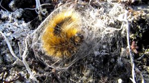 Гусеница бабочки Волнянки