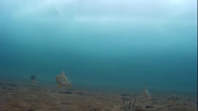 Подводное видео. Быстрая смена аппетита. смотреть онлайн