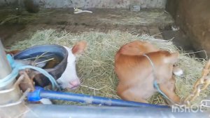 Купили телят, разводим ЗЦМ и поим наших малышей