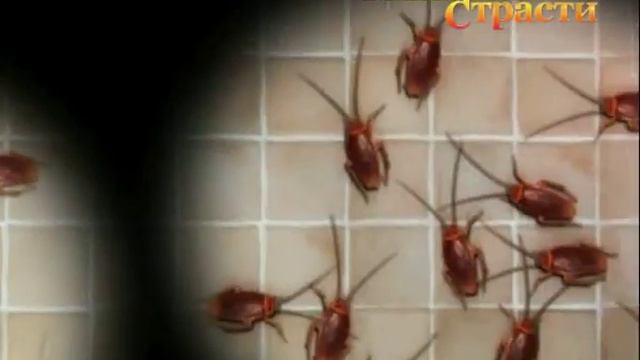 Империя страсти